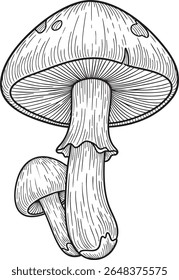 A detailed black and white ink drawing featuring two mushrooms, a larger one with a broad cap and prominent gills, and a smaller one nestled beside it