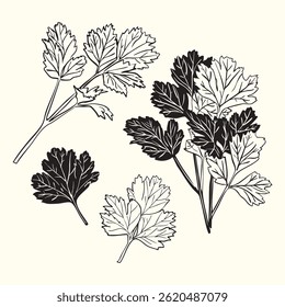 Detalhados desenhos a tinta preta e branca de folhas de salsa e rampas. Perfeito para projetos de design culinário, botânico e vintage.