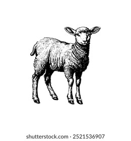 Detailed black and white lamb. Vector illustration design.