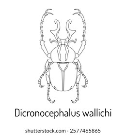 Detailed black and white line art illustration of Dicranocephalus wallichi, a rare stag beetle. Perfect for entomology, nature studies, scientific projects, and educational materials.