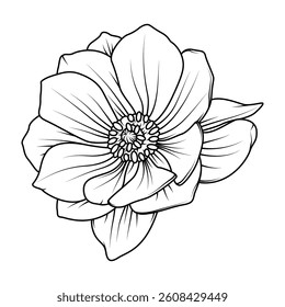 Detailed black and white line art of a ranunculus flower, great for botanical prints, tattoos, coloring pages, and floral-themed designs. Isolated on white background