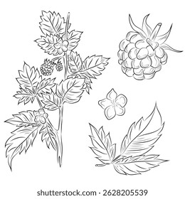 Detailed black and white line art of raspberry plant with berries, leaves, and flower. Botanical vintage style illustration perfect for coloring books, packaging, and nature-themed designs.