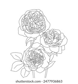 Detailed black white line drawing of three blooming juliet rose flowers with intricate petal and leaf designs, perfect for botanical studies, education, coloring pages, and nature-themed art projects