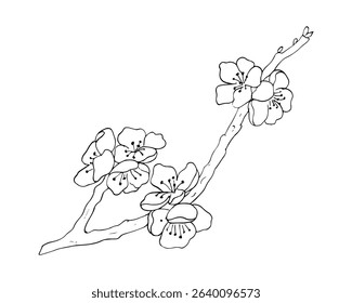 A detailed black and white line drawing of an apricot tree branch with blooming flowers. Elegant floral sketch style suitable for coloring books, botanical prints, spring designs