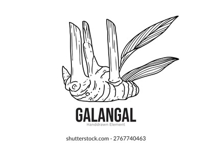 A detailed black and white line drawing of a galangal root with leaves, with the word GALANGAL prominently displayed below.