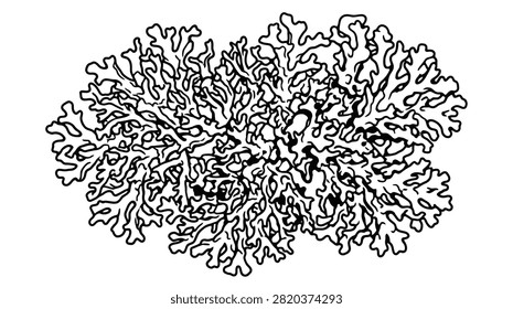 Detailed black and white line drawing of a complex, branching lichen structure on a white background.