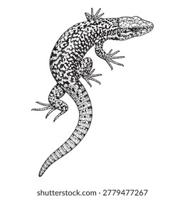 Detailed Black and White Lizard Vector Illustration Isolated on White Background
