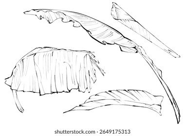 Detailed Black and White Sketches of Banana Leaves