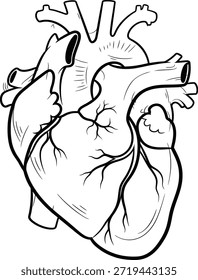 Detailed black and white vector drawing of a human heart, showcasing major anatomical structures including atria, ventricles, aorta, and pulmonary vessels. Ideal for educational materials, medical infographics, biology textbooks, and healthcare branding. Represents cardiovascular anatomy, health science, and human physiology.