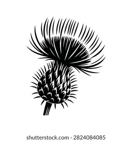 Detailed black and white vector illustration of a wild thistle flower head, highlighting its spiky texture and botanical details.