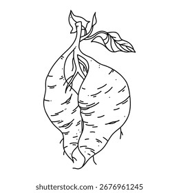 Ilustración detallada del arte de la línea del Vector blanco y negro de los tubérculos de la batata con las hojas, aisladas en un fondo blanco limpio