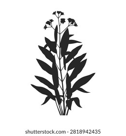 Detailed black and white vector silhouette of a tall meadow plant stem featuring long leaves and small clusters of flowers at the peak. An excellent wildflower botanical illustration.