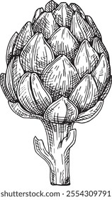 Detailed black-and-white hand-drawn illustration of an artichoke. The intricate line work highlights the texture and natural form of the vegetable.