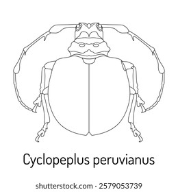 Detailed black-and-white line illustration of Cyclopeplus peruvianus beetle. Ideal for entomology enthusiasts, scientific projects, coloring books, and educational materials.