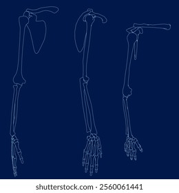 detailed blue contour human skeleton bone hands set. Vector illustration