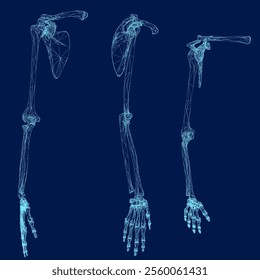 detailed blue wireframe human skeleton bone hands set. Vector illustration