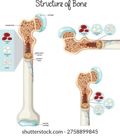 Detailed bone structure anatomy illustration showing internal and external parts of a human bone. Includes labeled sections such as compact bone, spongy bone, marrow, and cellular components. Ideal for medical education, textbooks, and scientific presentations.