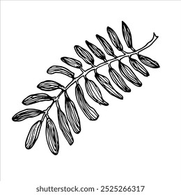 Detailed botanical branch doodle with fine leaf structure. Perfect for nature, eco-friendly, and organic themes. Clean and simple for natural designs.
