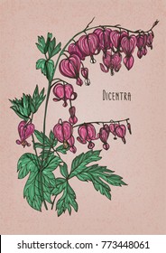 Detailed botanical drawing dicentra