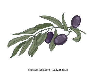 Detailed botanical drawing of olive tree branch with leaves and black fruits or drupes isolated on white background. Colorful realistic hand drawn vector illustration in elegant vintage style.