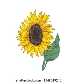 Detailed botanical drawing of sunflower head, stem and leaf. Beautiful flower or cultivated crop hand drawn on white background. Natural floral vector illustration in realistic vintage style.