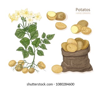 Detailed botanical drawings of potato plant with flowers, tubers and vegetables in bag. Edible tuberous crop isolated on white background. Colorful hand drawn vector illustration in vintage style