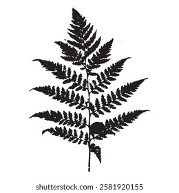 detailed botanical fern leaf vector with realistic texture