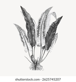 Detailed botanical illustration of a fern with elongated leaves. Black and white fern drawing showcases intricate leaf patterns. Vintage fern art. Vintage art illustration vector.