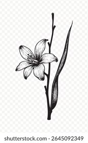 Detailed botanical illustration of a lily flower with stem and leaf. Black and white drawing of a flower. Floral design element for various creative projects.
