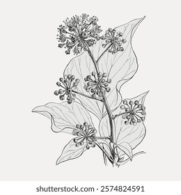 Detailed botanical illustration of a plant with leaves and clusters of small flowers. Botanical art showcasing plant details and floral clusters. Vintage art drawing, isolated vector element.