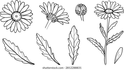 A detailed botanical illustration set featuring Oxeye Daisy flowers, buds, stems, and leaves in elegant hand-drawn line art. This wildflower collection is ideal for botanical studies, floral branding, nature-themed designs, educational materials, gardening publications, wedding stationery, packaging, stickers, coloring books, laser cutting, and high-quality vector projects. Each element is isolated for easy editing and creative use in both print and digital media.

#Hashtags:
#OxeyeDaisy #Daisy #Botanical #Wildflower #FlowerIllustration #LineArt #BotanicalIllustration #Nature #Floral #Garden #Vector #Outline #Sketch #SpringFlowers #BotanicalArt #Clipart #ColoringBook #WildPlants #FloralDesign #Illustration