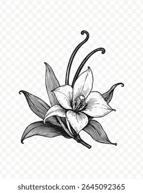 Ilustração botânica detalhada de uma flor de baunilha. Apresenta vagens de baunilha em preto e branco, mostrando os detalhes intrincados da planta e beleza natural.