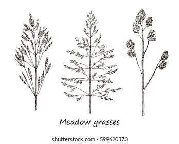 Detailed botanical illustration of wild cereals. Set of ink drawing cereals, wild plants, field herbs, botanical hand drawn illustration in vintage style, monochrome floral isolated elements. Vector