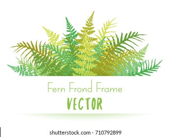 Detailed bracken and silver fern drawing, tropical forest herbs, fern frond grass card border. Realistic plant leaves decoration background. Fern frond frame vector illustration.