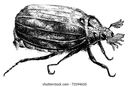 detailed bug pencil drawing style, vector