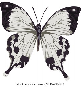 Detailed butterfly vector for add object in illustration, decorations 