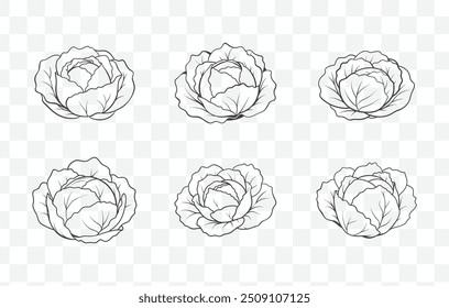 Detailed Cabbage Line Art Vector Collection for Botanical Illustrations and Design Elements