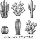 Detailed cactus illustration collection featuring saguaro, prickly pear, barrel, columnar species, desert plant vector black and white design