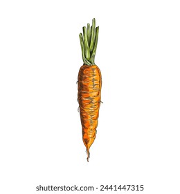 A detailed carrot sketch with a textured appearance and vibrant colors. Ideal for educational material or food-related design. Vector illustration of a vegetable.
