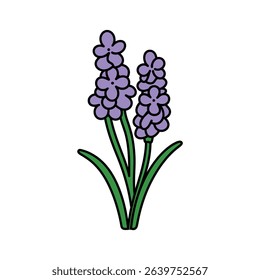 Detailed cartoon illustration displaying two purple grape hyacinth flowers with their green leaves. Each element is defined with distinct black outlines. Isolated on a white background.