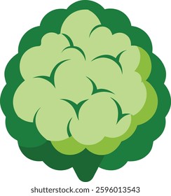 A detailed **cauliflower vector illustration** featuring fresh, organic florets with realistic texture. Perfect for food graphics, healthy eating designs, farm logos, and vegetarian concepts. 