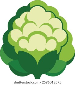 A detailed **cauliflower vector illustration** featuring fresh, organic florets with realistic texture. Perfect for food graphics, healthy eating designs, farm logos, and vegetarian concepts. 