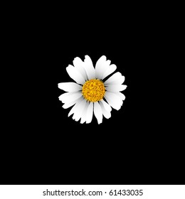 Detailed chamomile on black background (eps8)