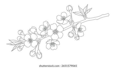 Detalhada árvore de flor de cereja ramo coloração imprimível apresentando pétalas intrincadas em flores e botões de espera