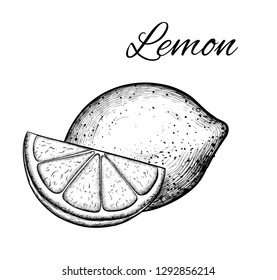 Detailed citrus drawing vector hand drawn lime or lemon. Fruit engraved style illustration. 