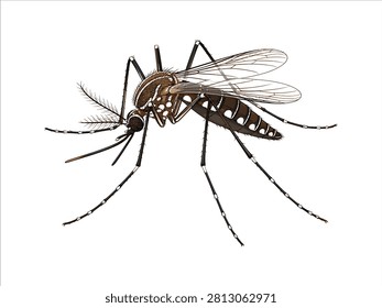 Detailed close up macro view of a dangerous mosquito insect isolated on transparent background
