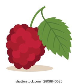 A detailed close up of a single ripe raspberry fruit featuring a vibrant red texture and a healthy green leaf attached to the stem, set against a plain white field.