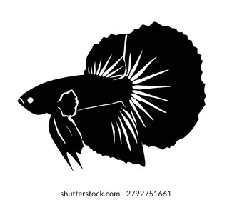 Detailed close-up of a black betta fish with flowing tail in a clean aquatic setting.