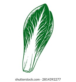 Detailed close-up of a vibrant green leaf lettuce with prominent veins and crisp texture, isolated on a white background.