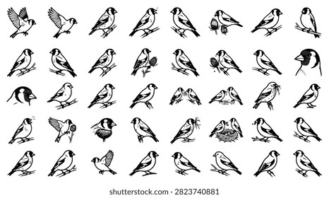 A detailed collection of hand-drawn illustrations showcasing goldfinch birds in numerous natural poses and activities.